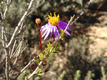 Close-up of purple flower buds growing outdoors