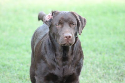 Close-up portrait of dog