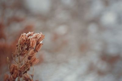 Close up of leaf