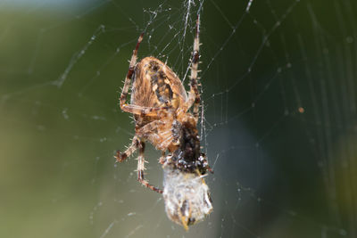 Close-up of spider on web