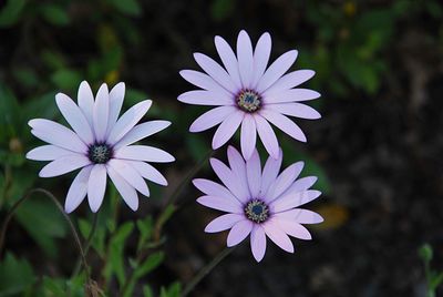 Close-up of purple flower