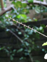 Close-up of barbed wire fence against plants