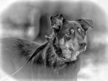 Close-up of a dog looking away