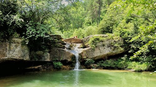 Scenic view of waterfall in forest