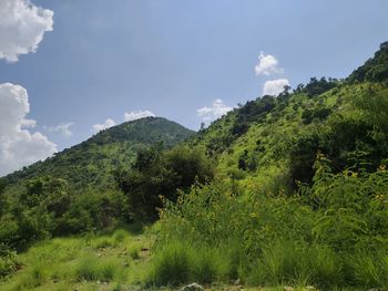 Plants growing on land against sky