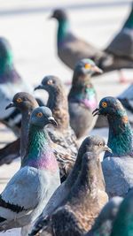 Close-up of pigeons