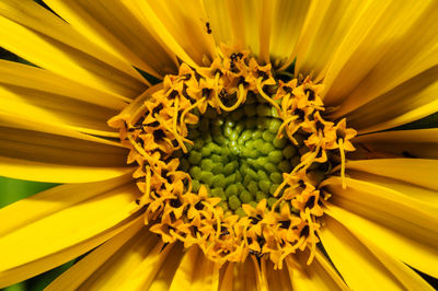 Macro shot of yellow flower