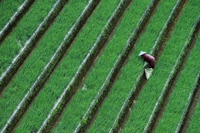 High angle view of farmer working in farm