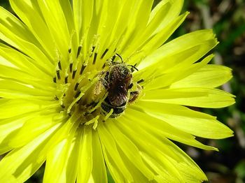 Close-up of insect on yellow flower