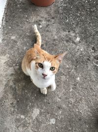 High angle portrait of cat looking at camera