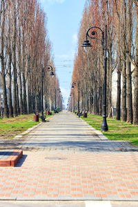 Poplar alley with vintage street lamps along the path, paved with paving slabs.