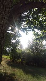 Low angle view of trees in forest