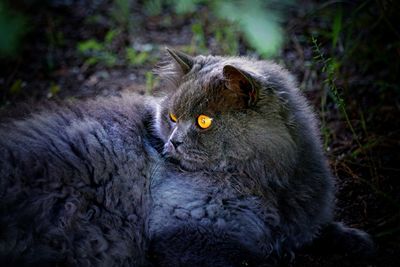 Close-up of a cat looking away