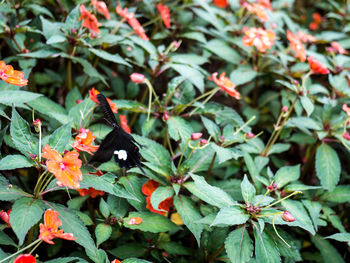 Close-up of butterfly pollinating flower