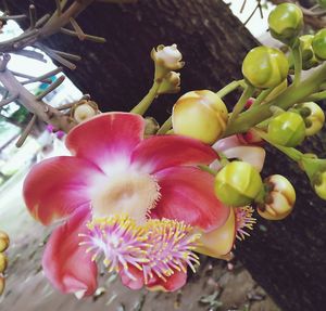 Close-up of pink flowering plant