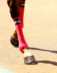 Low section of horse with red decoration running in summer