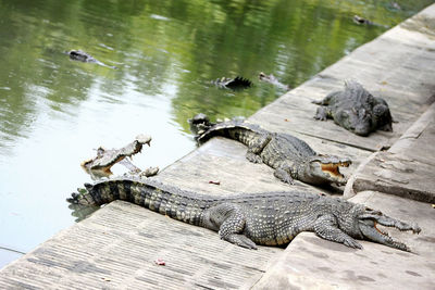 High angle view of crocodile in a lake