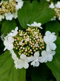 Close-up of white flowers