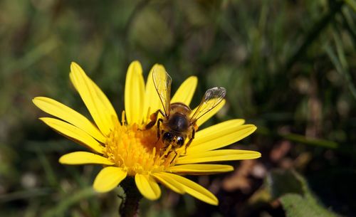 Close-up of bee pollinating on yellow flower
