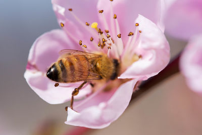 Close-up of insect pollinating pink flower