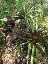 Plants growing on field