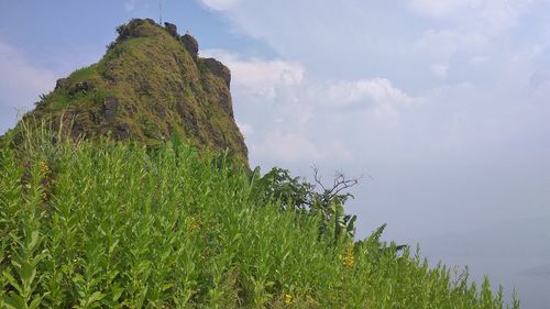 Plants growing on land against sky