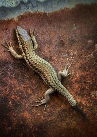 Close-up of lizard