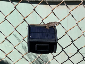 Bird seen through chainlink fence