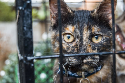 Close-up portrait of cat