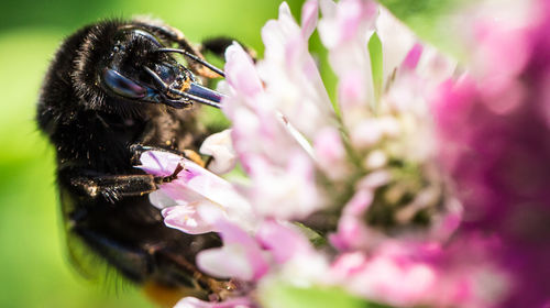 Close-up of bee pollinating on pink flower