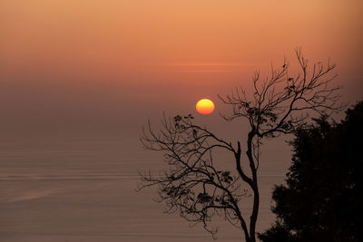 Silhouette tree against orange sky