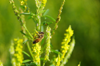 Close-up of spider on plant