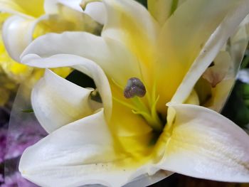Close-up of white flowering plant