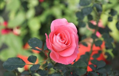 Close-up of pink rose