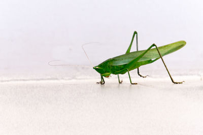 Close-up of grasshopper