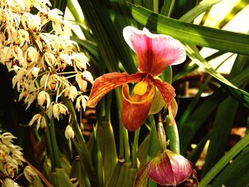 Close-up of flowers blooming outdoors