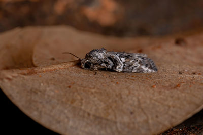 Close-up of insect on rock