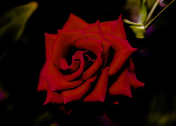 Close-up of red rose against black background