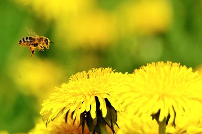 Close-up of insect on yellow flower