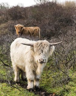 Cow standing on field