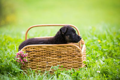 Black dog in basket on field