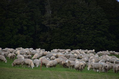 Sheep grazing in a field