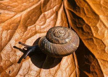 Close-up of snail on rock