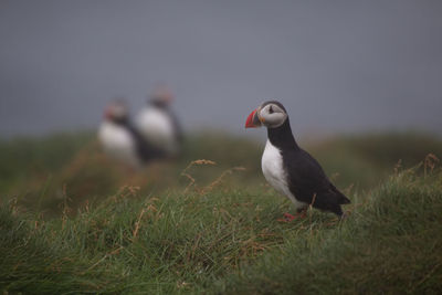 Close-up of bird perching on field against sky