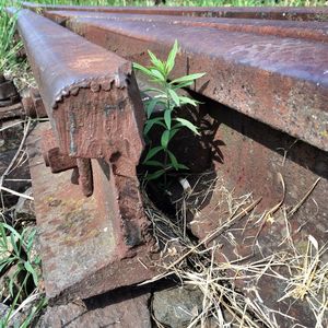 Close-up of old plant