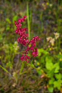 Close-up of pink flowering plant on field