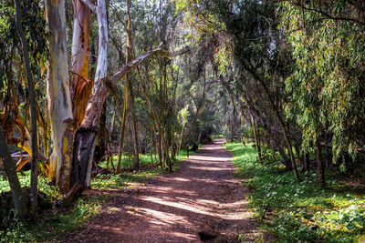 Trees in forest