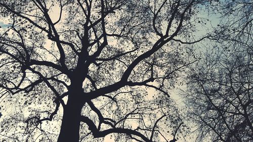 Low angle view of bare tree in forest