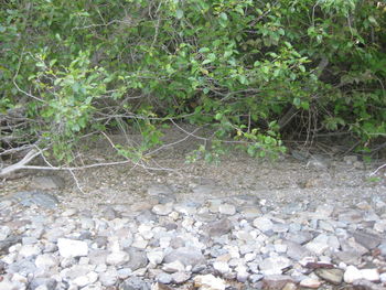 Close-up of pebbles in water