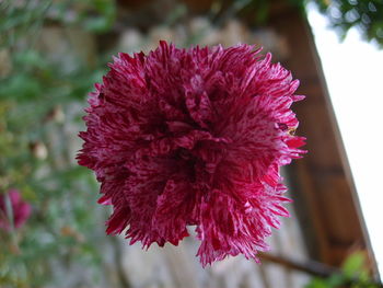 Close-up of pink flowers